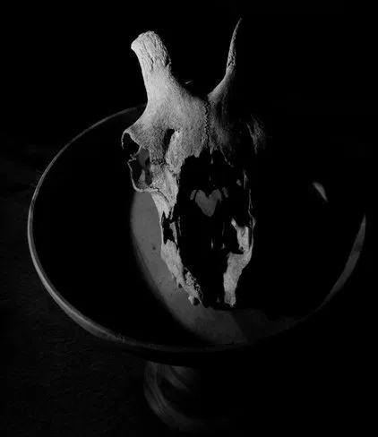 Mystisk lavkey-foto af en kranie-stilleben — Dark Light Photography